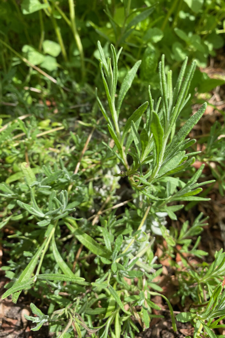 30 Plants You Can Propagate from Softwood Cuttings & How To Do It