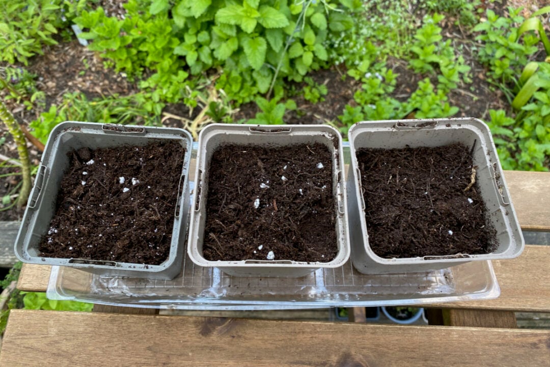 30 Plants You Can Propagate from Softwood Cuttings & How To Do It