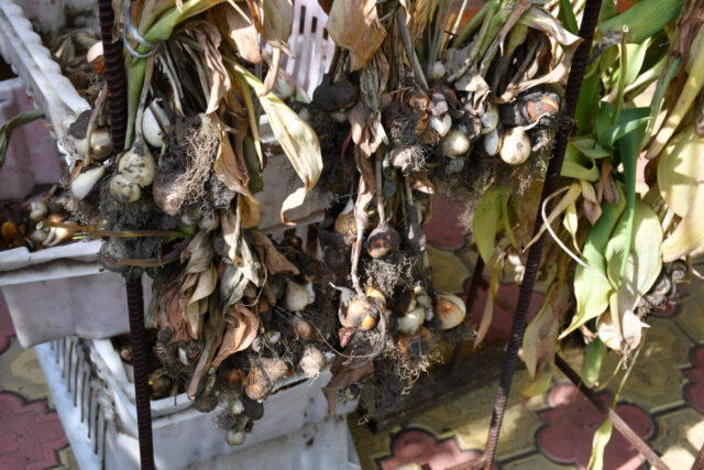 What To Do With Tulips After Flowering Lift Or Leave what-to-do-with-tulips-after-flowering-lift-or-leave