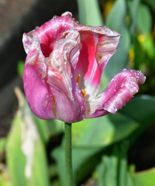 What To Do With Tulips After Flowering Lift or Leave?
