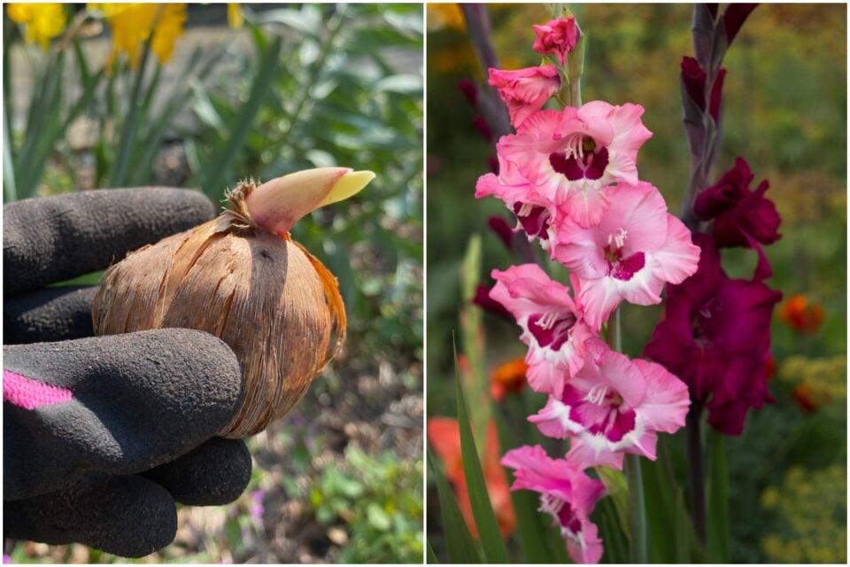 How to Plant Gladioli and Tips For Longer Lasting Blooms