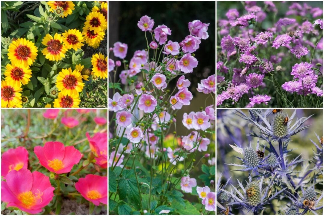 15 Long Blooming Perennials That Flower All Summer Long
