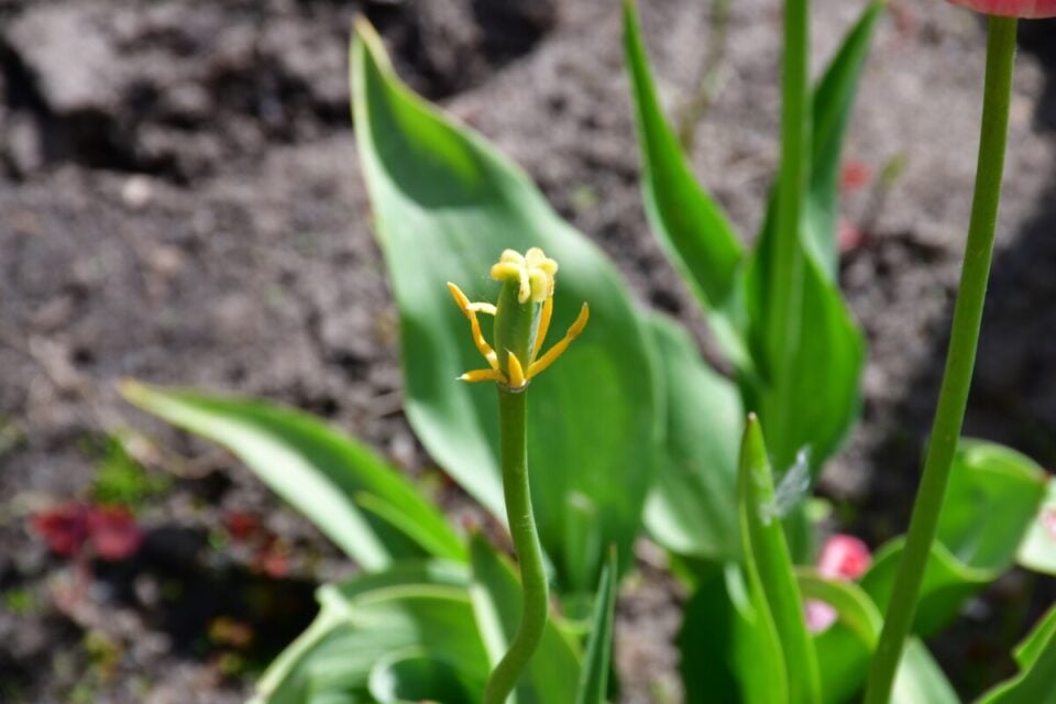 What To Do With Tulips After Flowering Lift or Leave?