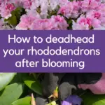How to deadhead rhododendrons