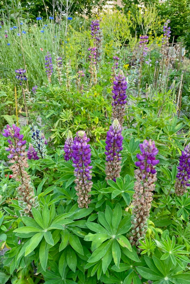 4 Things To Do With Lupines After Blooming