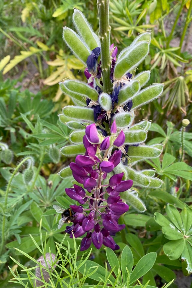 4 Things To Do With Lupines After Blooming