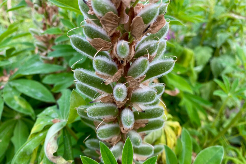 4 Things To Do With Lupines After Blooming