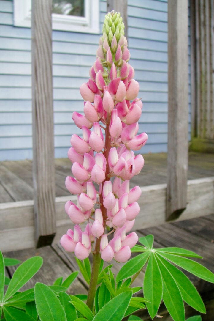 4 Things To Do With Lupines After Blooming