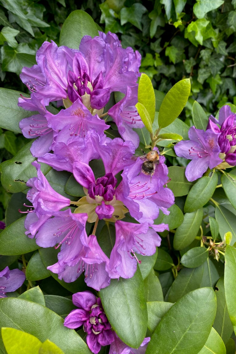 How to Deadhead Rhododendrons (& Why You Really Should)