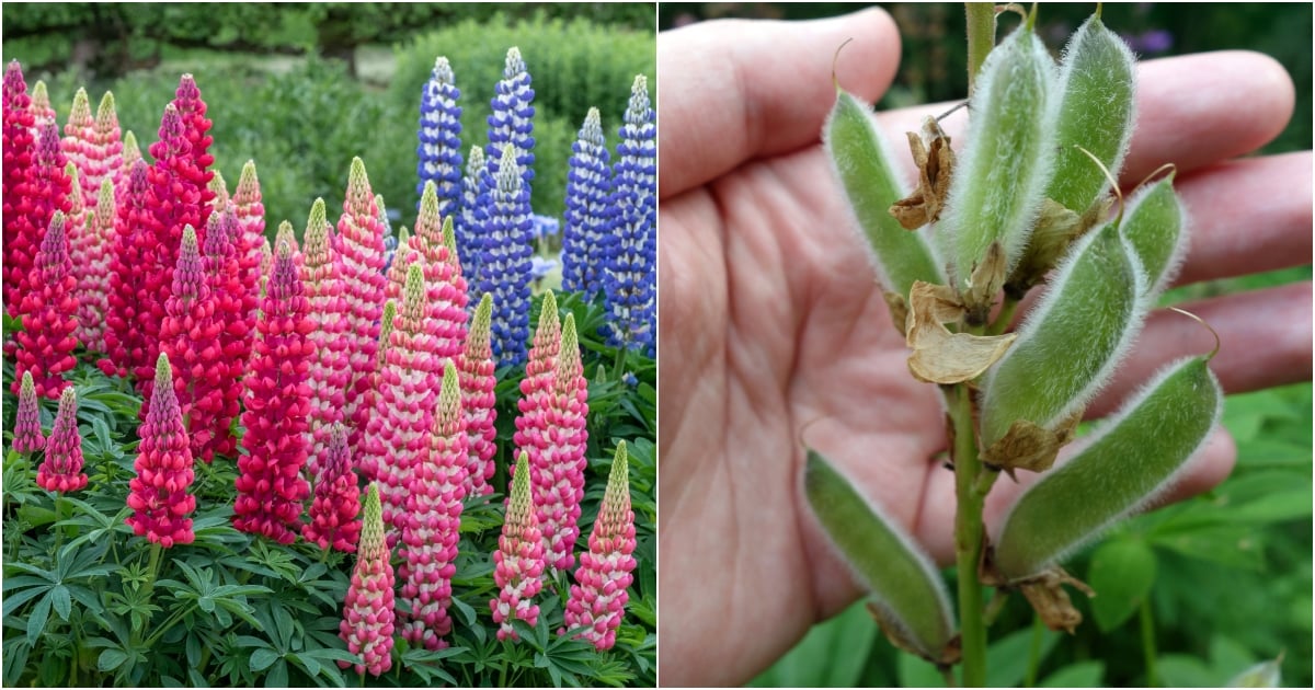 4 Things To Do With Lupines After Blooming