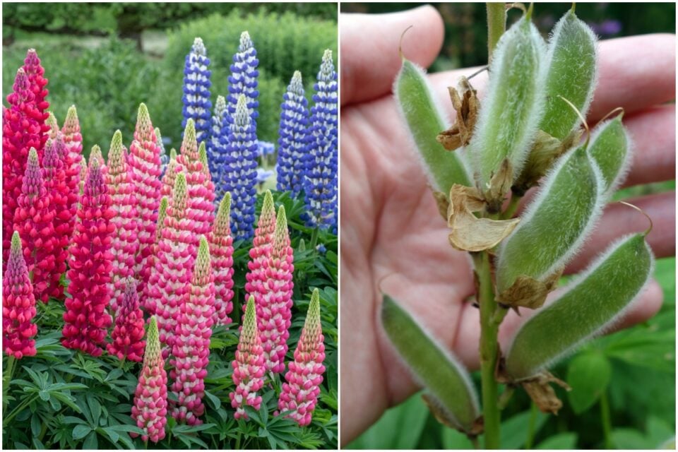 4 Things To Do With Lupines After Blooming
