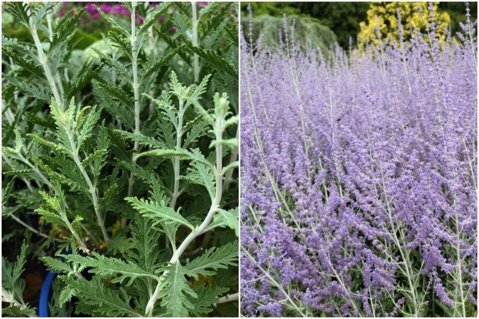 10 Things You Need to Know about Russian Sage (Perovskia)