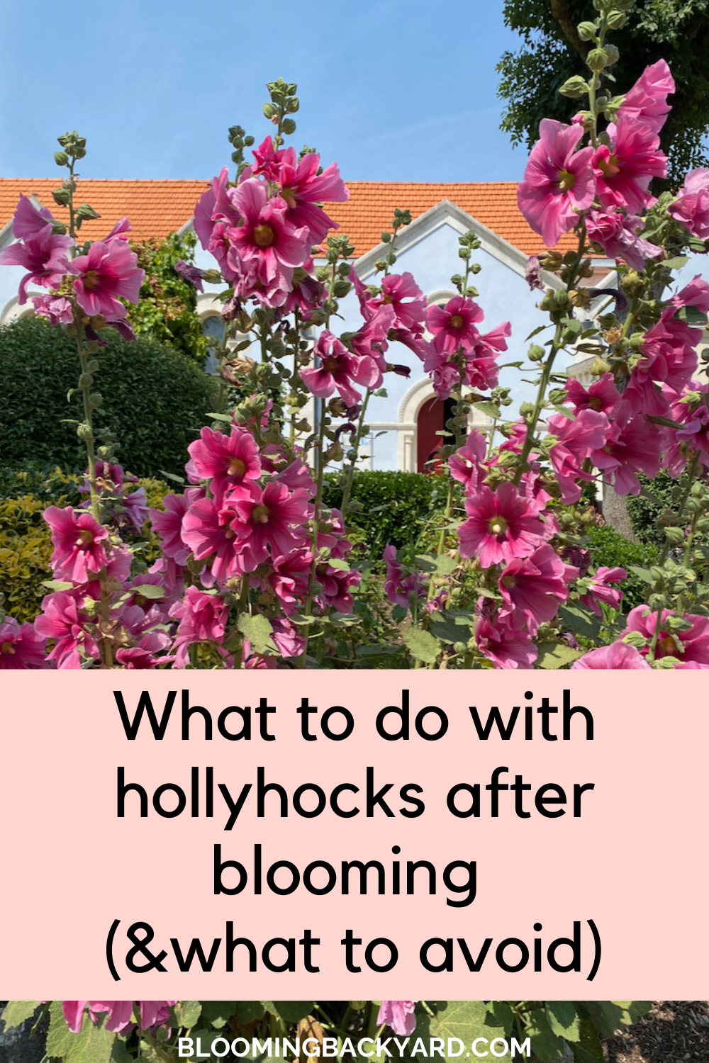 What to Do with Hollyhocks After Blooming (& One Thing To Avoid)