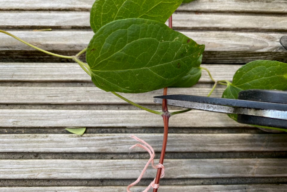 How to Take Clematis Cuttings (& Some Tricks to Help Them Root)