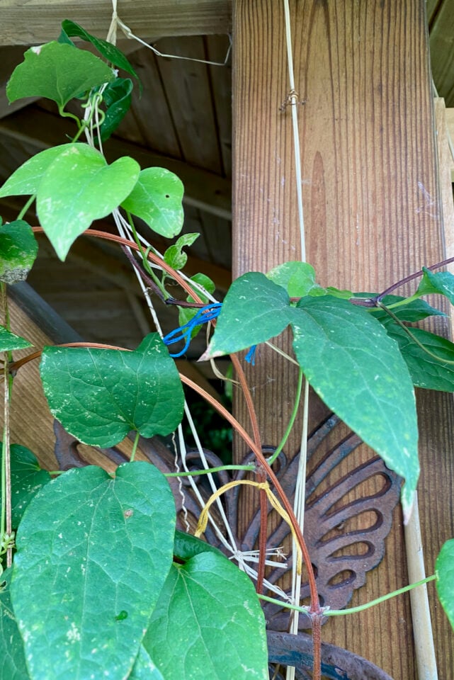 How to Take Clematis Cuttings (& Some Tricks to Help Them Root)