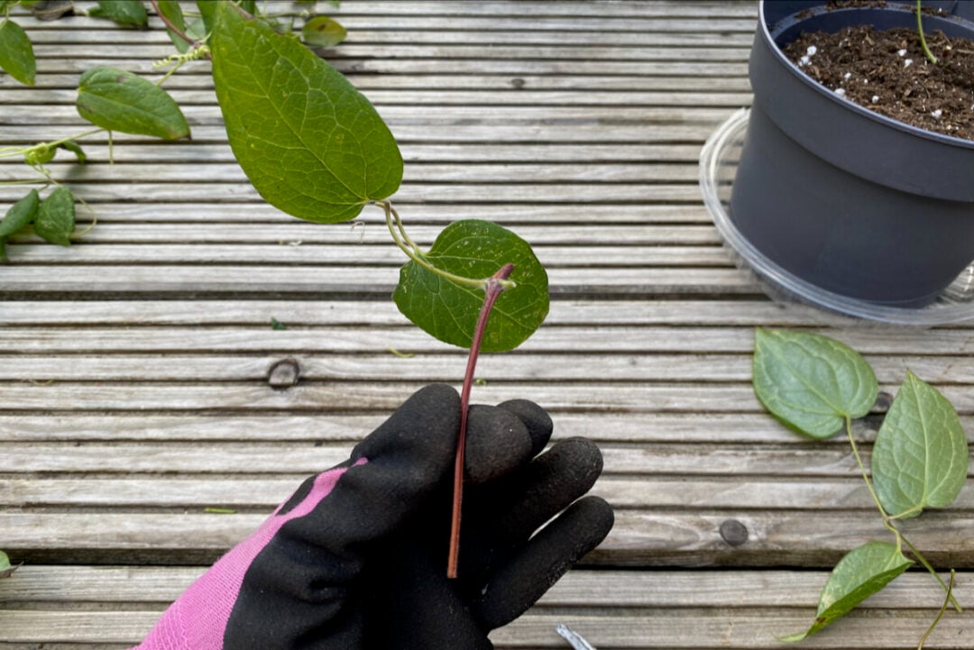 How to Take Clematis Cuttings (& Some Tricks to Help Them Root)