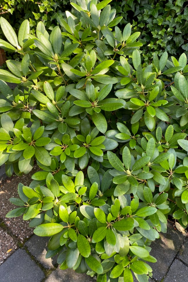 How to Propagate Rhododendron Cuttings