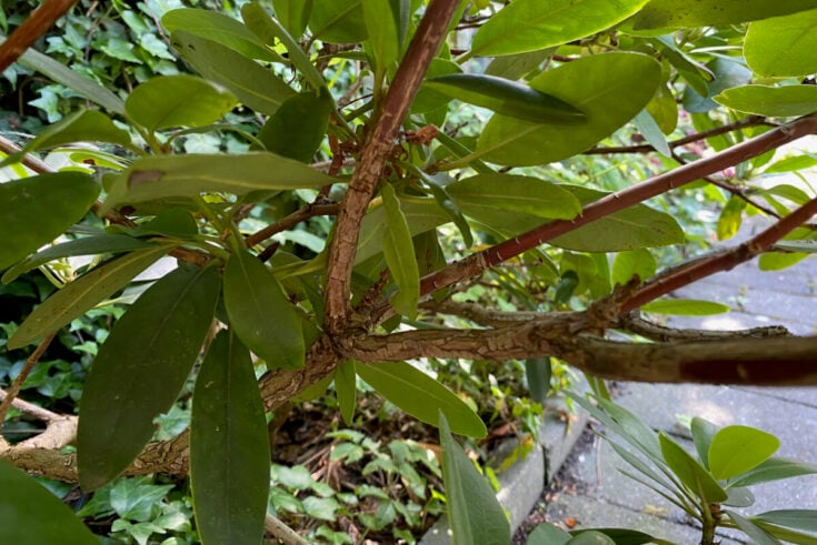 Propagating Rhododendron How to Propagate Rhododendron Cuttings