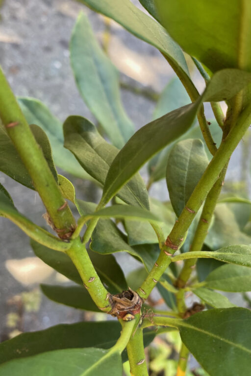 Shaping Rhododendron How to Propagate Rhododendron Cuttings