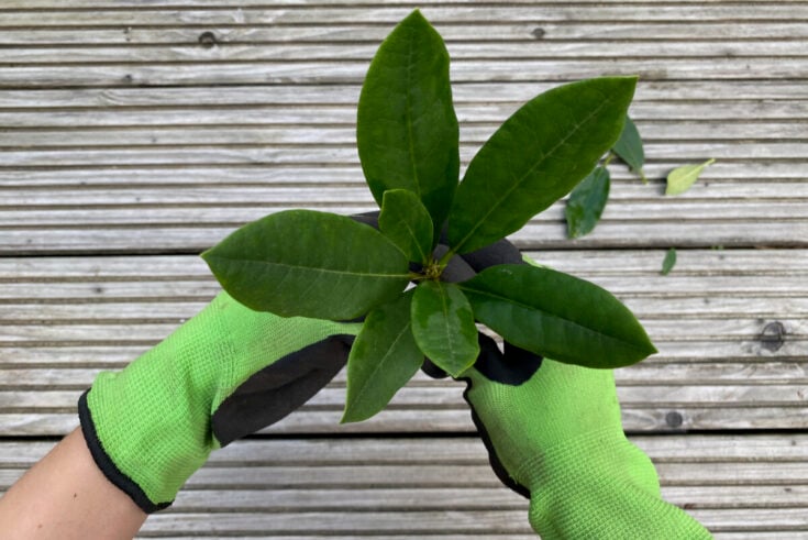 How to Propagate Rhododendron Cuttings