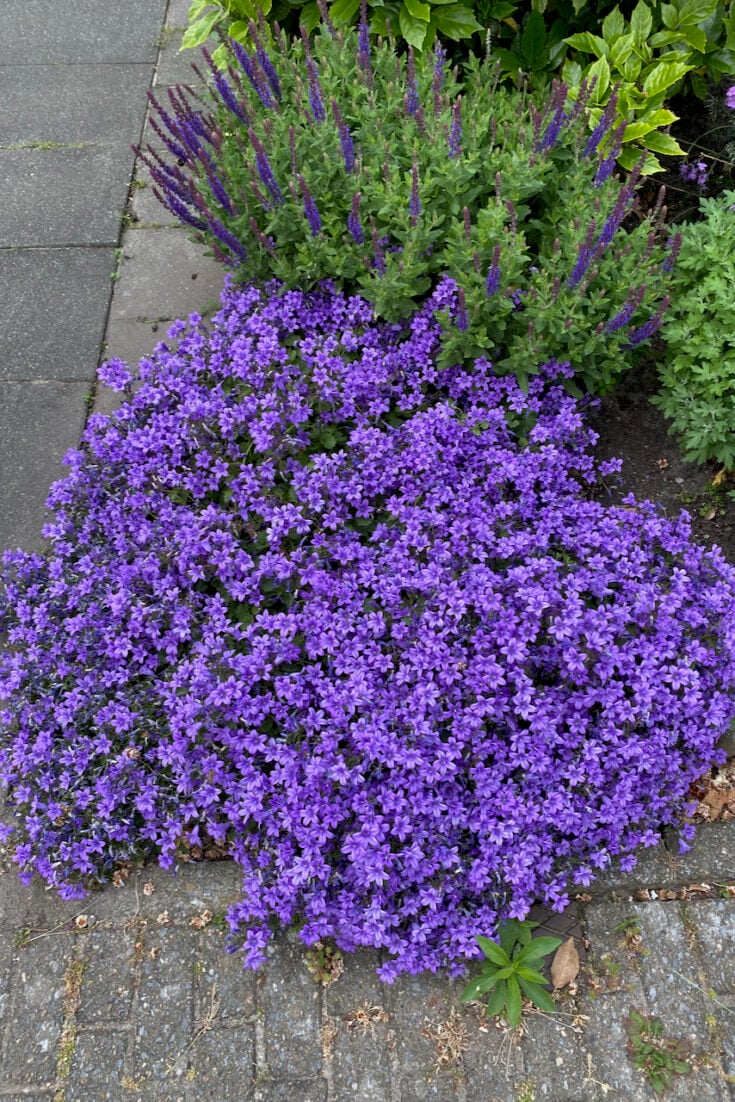 10 Plants That Will Thrive in Shallow Soil (& 6 Tips for Planting a Shallow Garden)