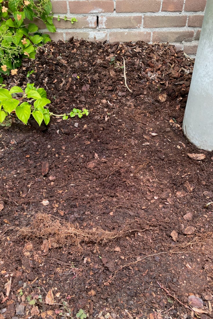 10 Plants That Will Thrive in Shallow Soil (& 6 Tips for Planting a