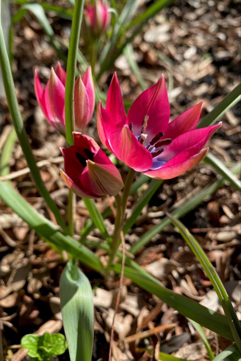 10 Plants That Will Thrive in Shallow Soil (& 6 Tips for Planting a