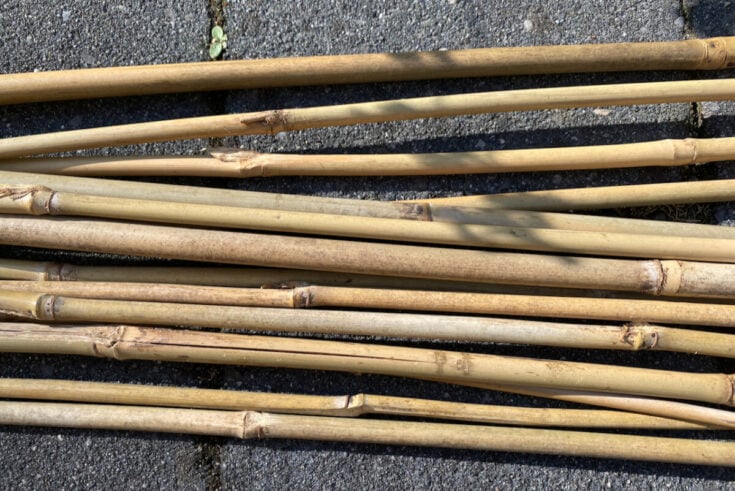 How To Stake Garden Plants (& Tips To AVOID Staking Plants)