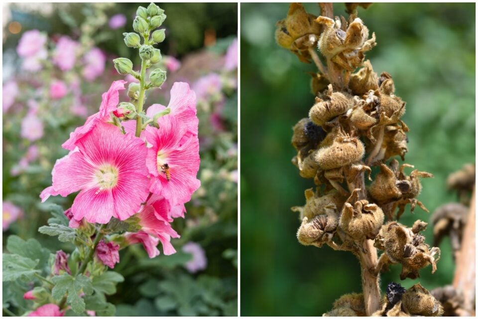 What to Do with Hollyhocks After Blooming (& One Thing To Avoid)