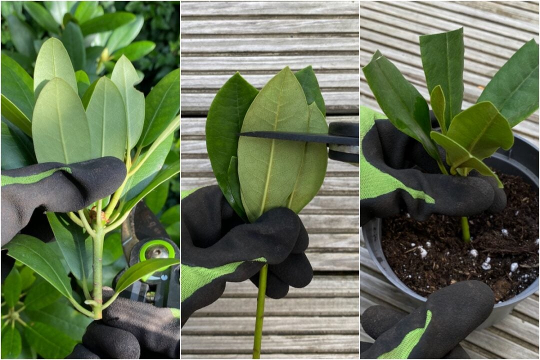 Shaping Rhododendron How to Propagate Rhododendron Cuttings