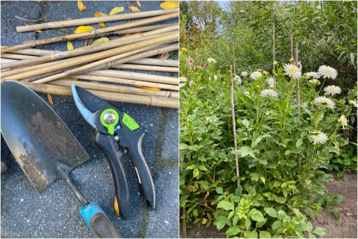 How To Stake Garden Plants (& Tips To AVOID Staking Plants)