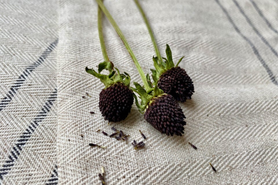 What to Do With Your BlackEyed Susans (Rudbeckia) After Flowering
