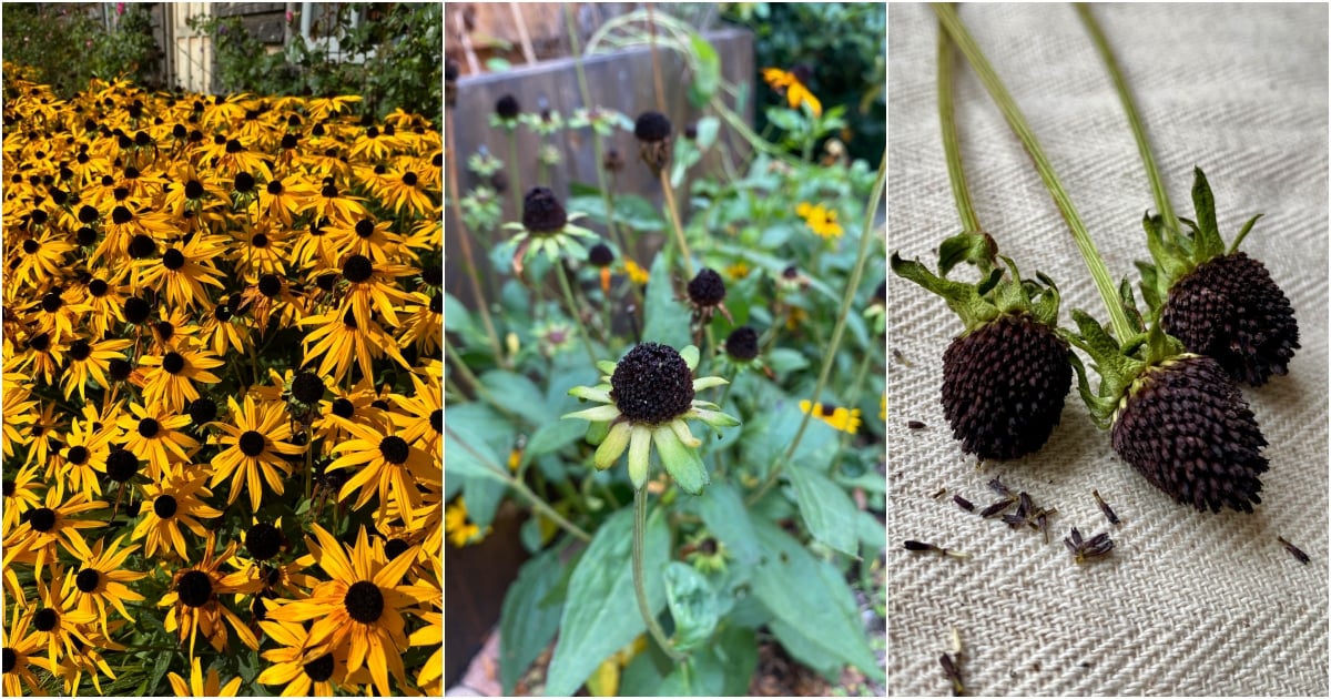 What to Do With Your Black-Eyed Susans (Rudbeckia) After Flowering