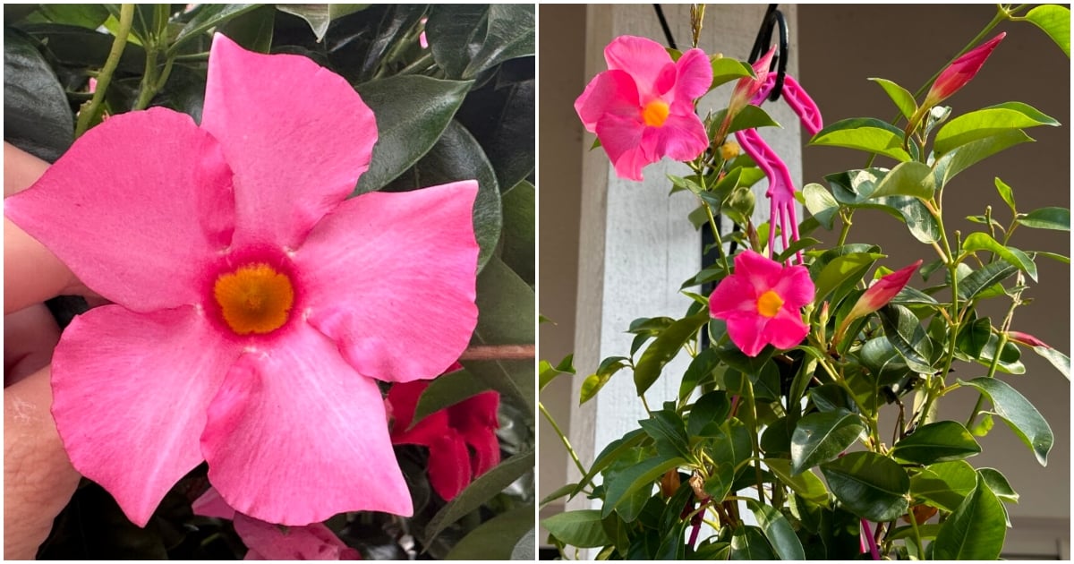 6 Things Everyone with a Dipladenia (Mandevilla) Needs to Know