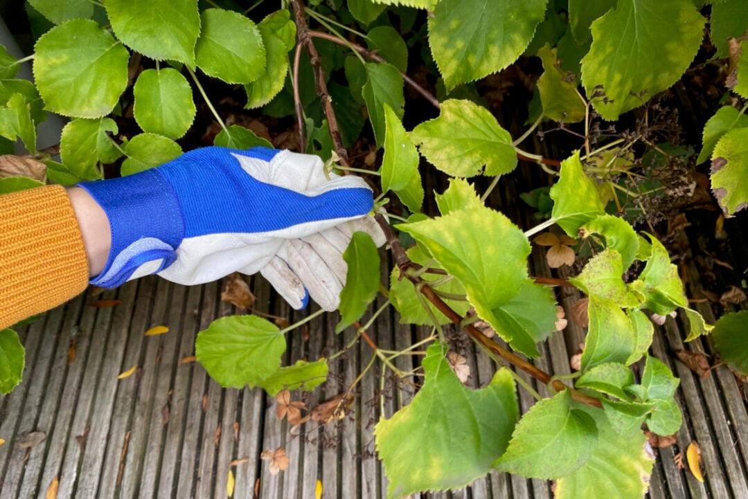 20 Plants To Propagate By Layering & How To Do It