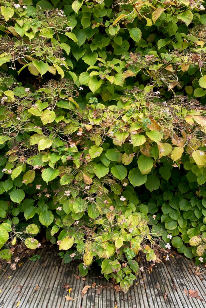 20 Plants To Propagate By Layering & How To Do It