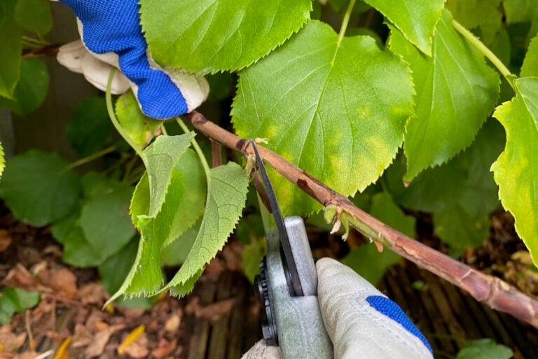 20 Plants To Propagate By Layering & How To Do It