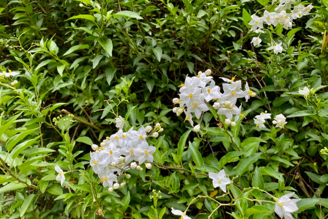 20 Plants To Propagate By Layering & How To Do It