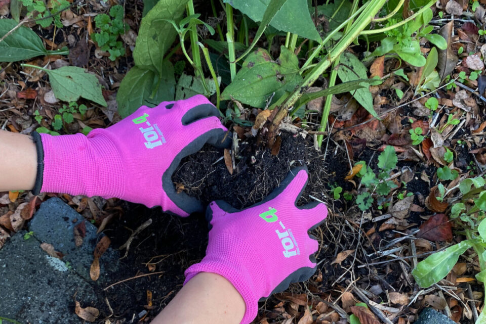 7 Mistakes to Avoid When You’re Dividing Perennials