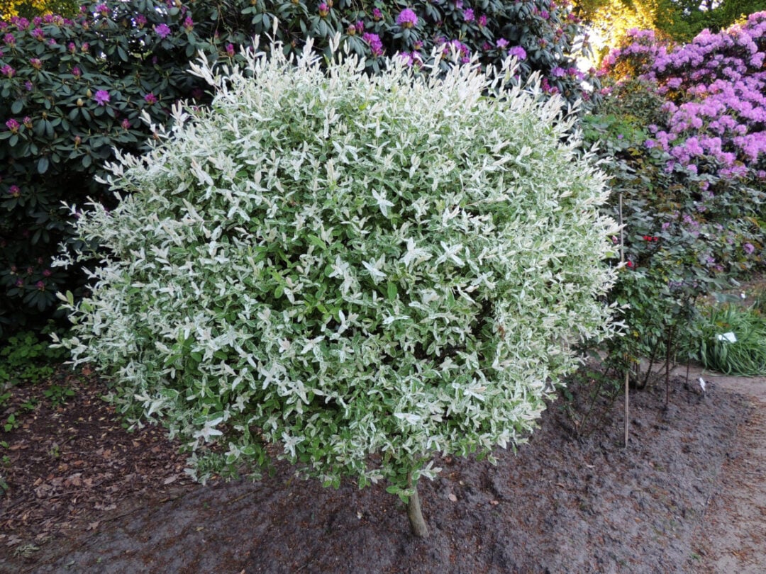 6 Reasons To Plant A Dappled Willow How To Care For It 6-reasons-to-plant-a-dappled-willow-how-to-care-for-it