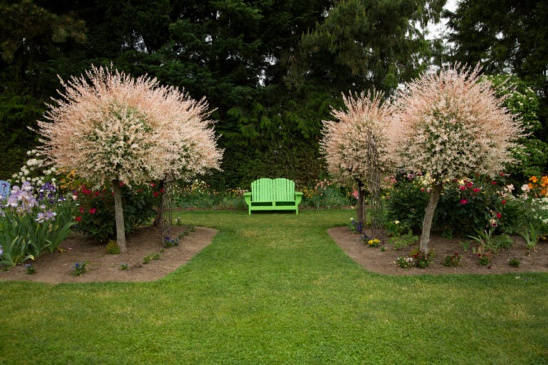 6 Reasons To Plant A Dappled Willow & How To Care For It