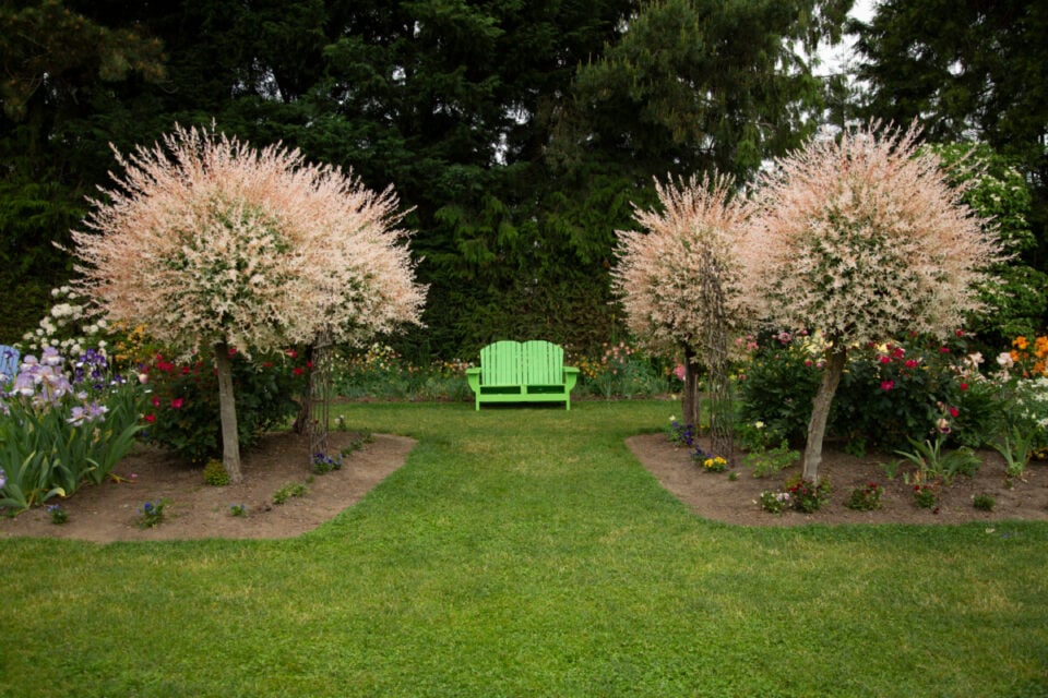 6 Reasons To Plant A Dappled Willow & How To Care For It