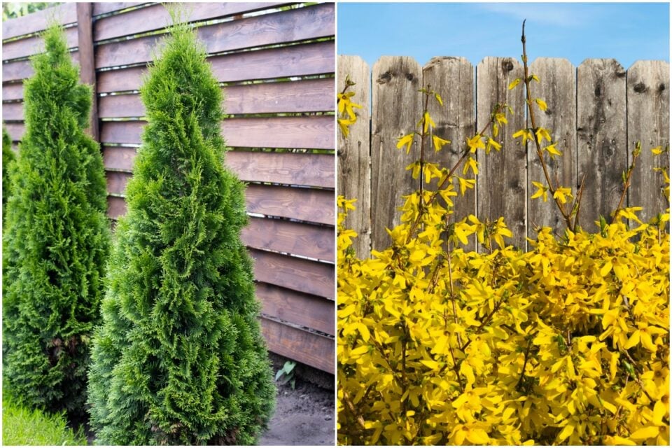 9 Plants to Grow Along a Fence Line For Beauty & Privacy