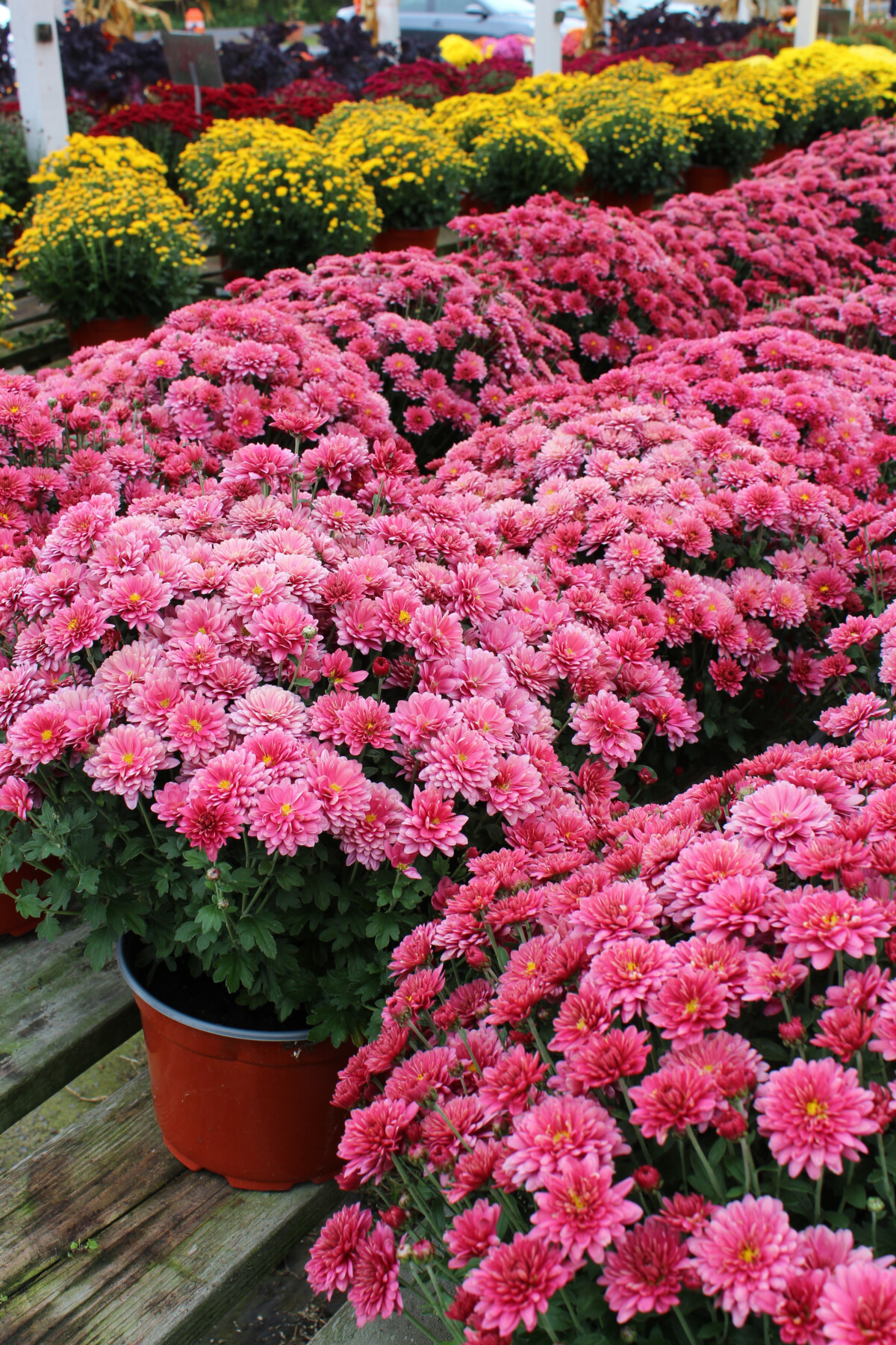 How to Keep Mums Blooming All Fall (& For Years To Come)