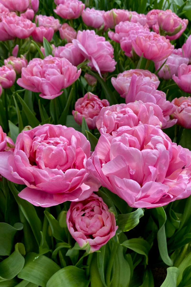 Perennial Tulips 5 Tulip Varieties That Come Back Every Year (& Tips