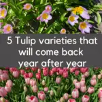 5 Types of tulips you can naturalize