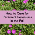 hardy perennial geranium