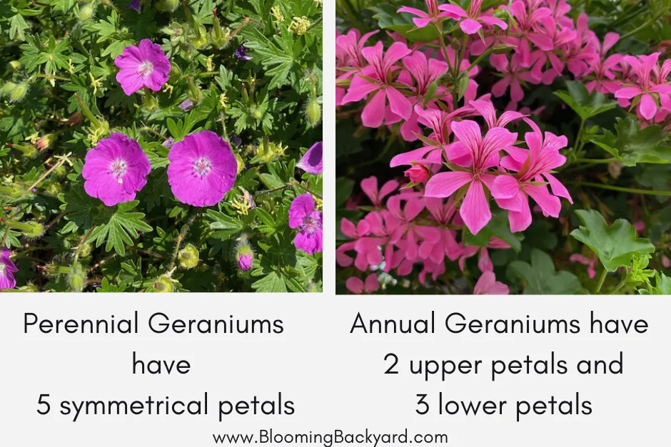 Fall Care Tips for Perennial Geraniums to Overwinter them Successfully