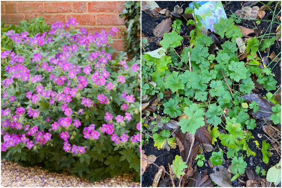 Fall Care Tips for Perennial Geraniums to Overwinter them Successfully