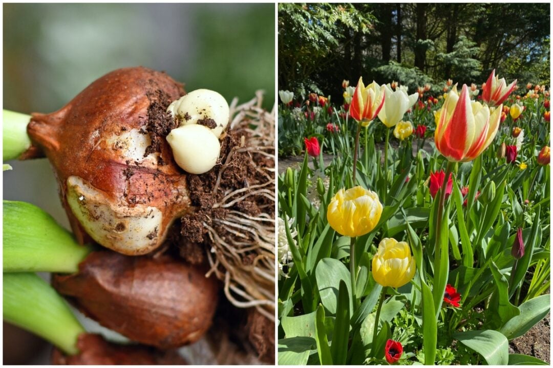 Perennial Tulips 5 Tulip Varieties That Come Back Every Year (& Tips